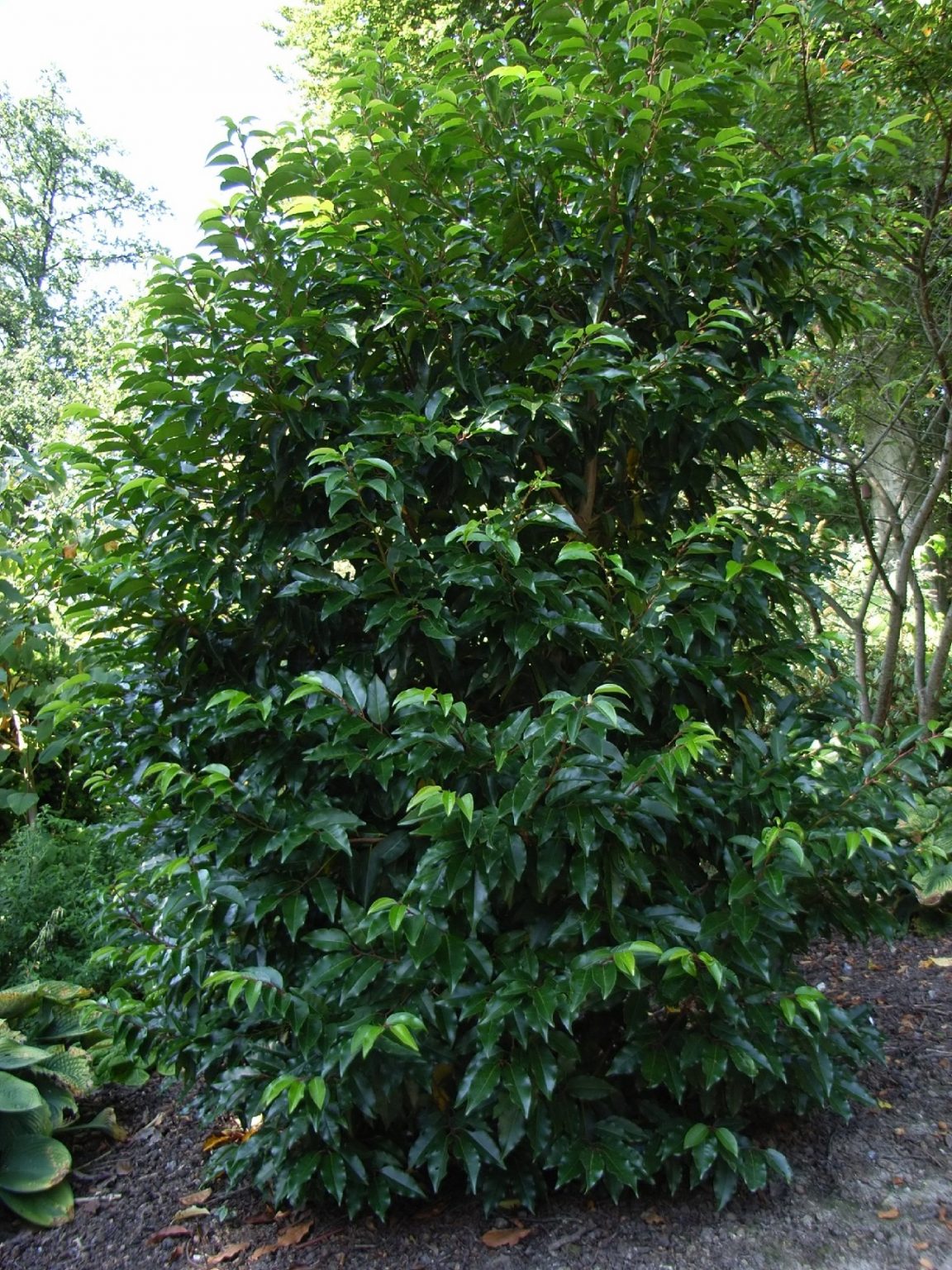 12 Small Trees That Grow In Shade for Your Yard