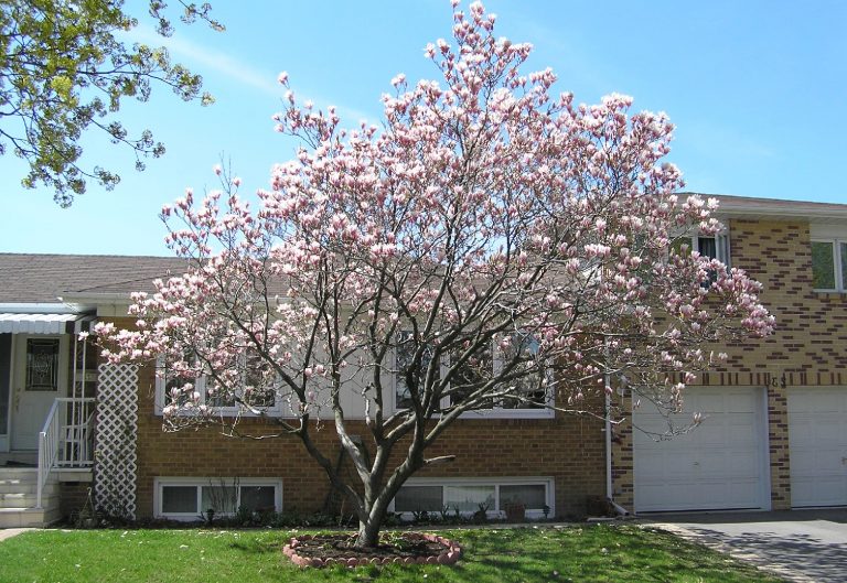 12 Small Trees That Grow In Shade for Your Yard
