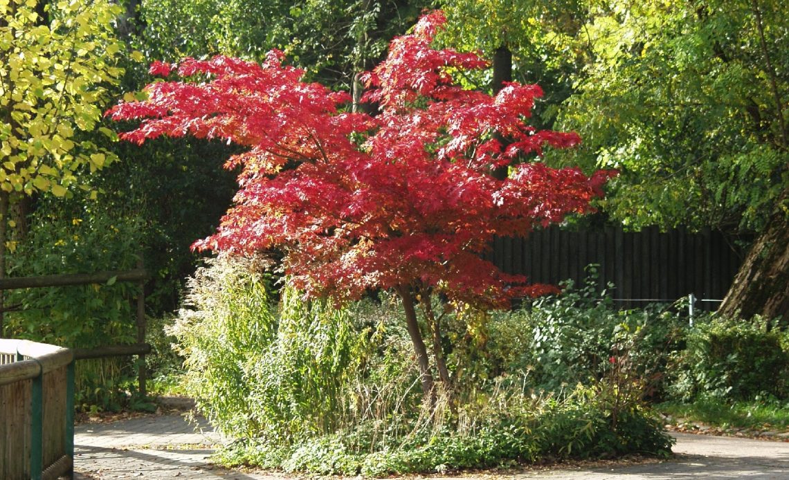 12 Small Trees That Grow In Shade for Your Yard