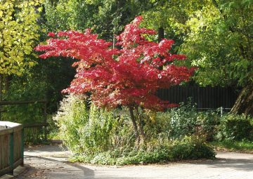 12 Small Trees That Grow In Shade for Your Yard