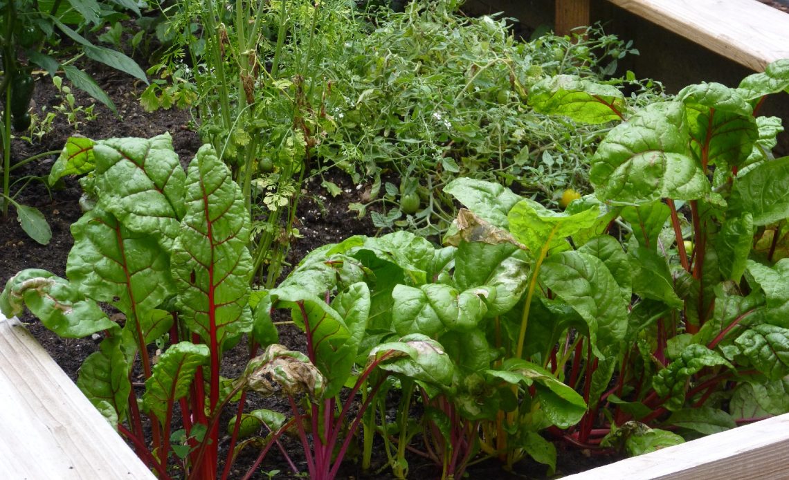 soil-mixture-for-raised-vegetable-garden