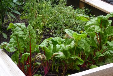The Best Soil Mixture For Raised Vegetable Garden Beds