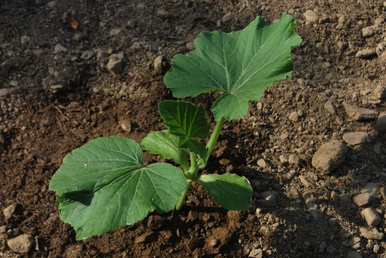 When To Transplant Squash Seedlings