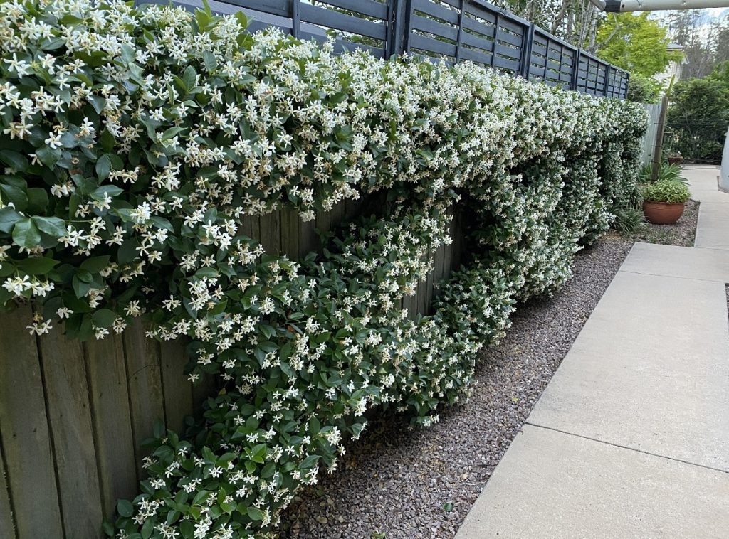 star jasmine fence