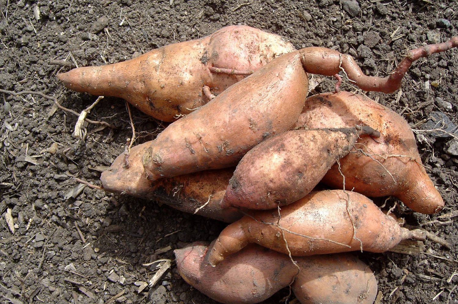 how-many-sweet-potatoes-per-plant-can-you-expect