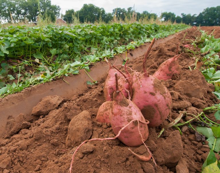 how-many-sweet-potatoes-per-plant-can-you-expect