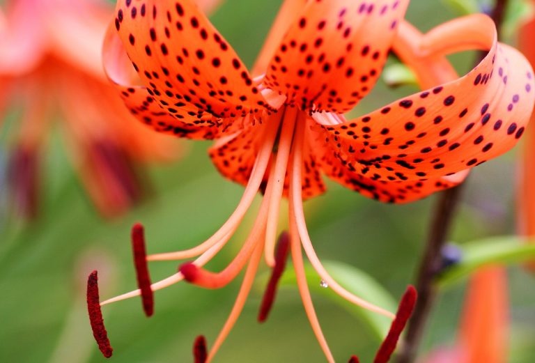 10 Types Of Orange Lilies And How To Care For Them