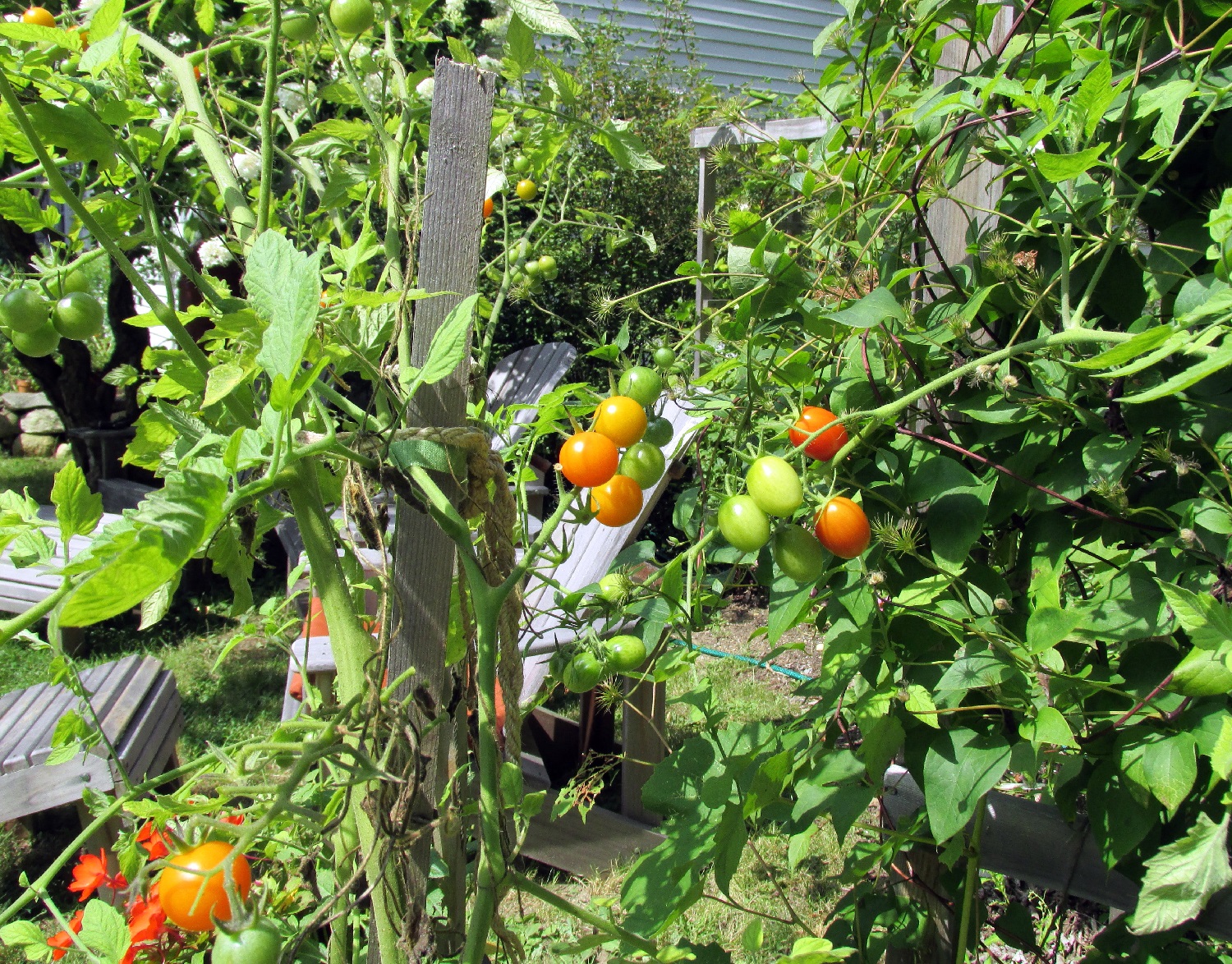 Cherry Tomato Pruning - Everything You Need To Know