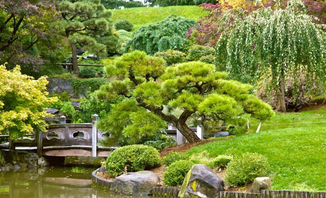 trees-for-japanese-garden
