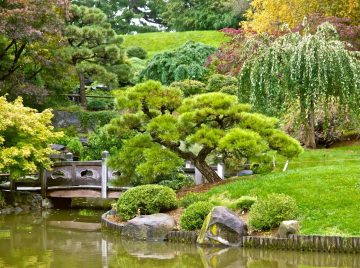 9 Must-Have Trees For Your Japanese Garden