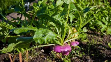 13 Turnip Companion Plants to Grow (and 5 You Should Avoid)
