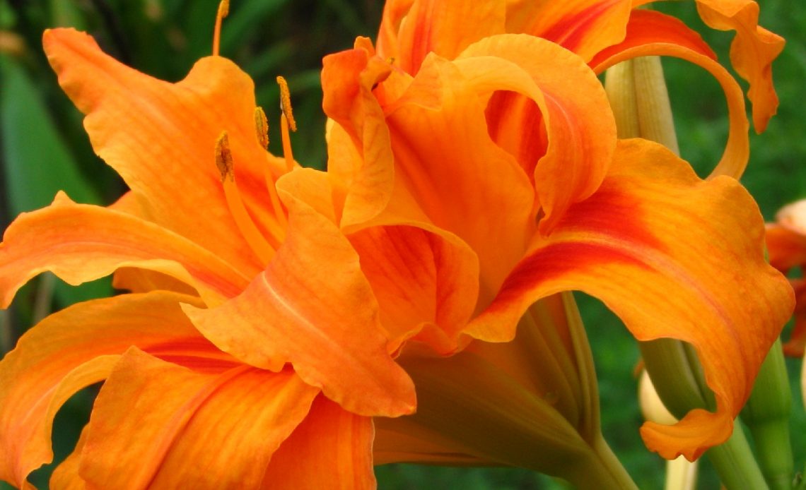 types-of-orange-lilies