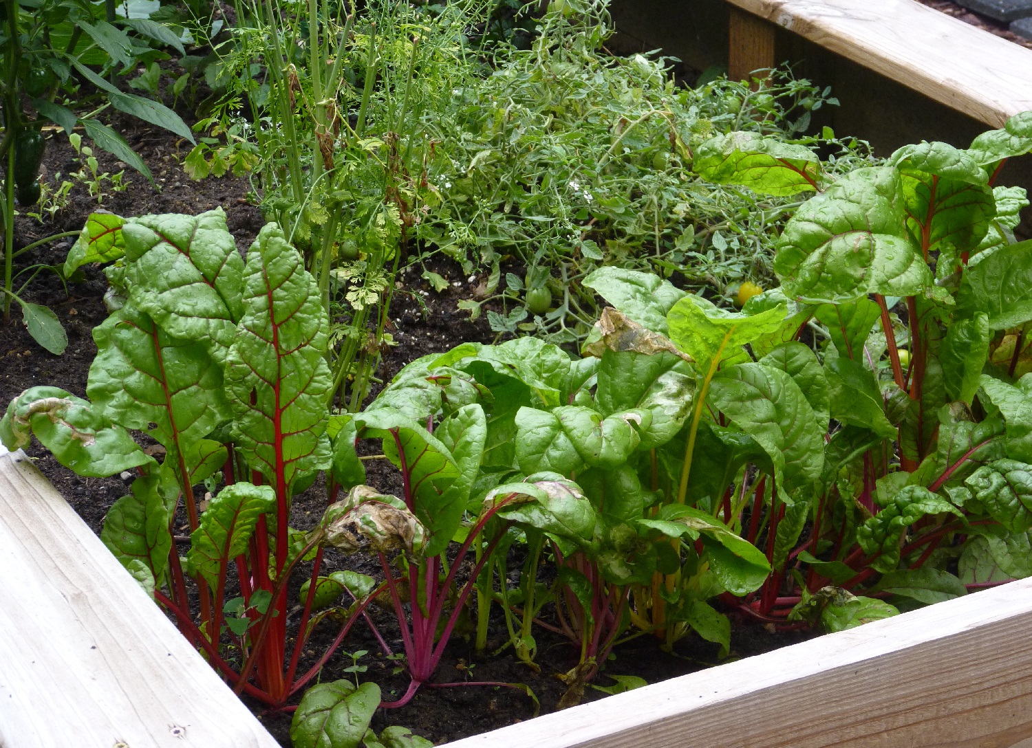 how-to-fill-a-raised-garden-bed-with-soil-layers