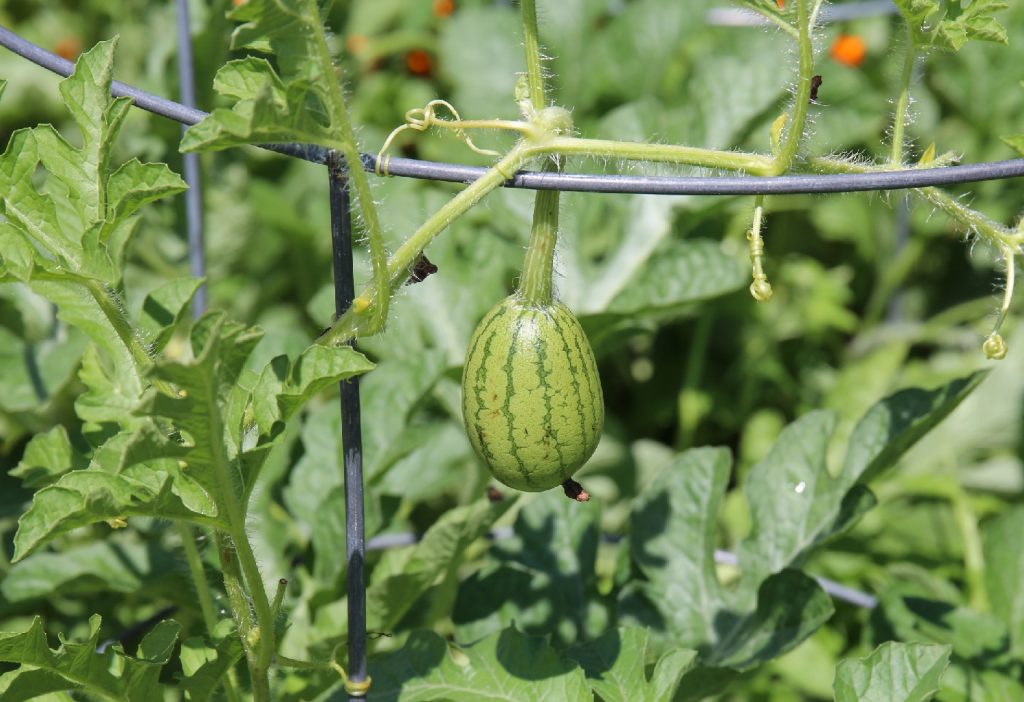 growing watermelon vertically