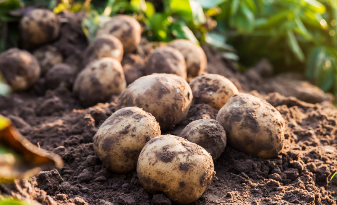 what-to-plant-after-potatoes