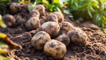 What To Plant After Potatoes - The Best Plants for Crop Rotation
