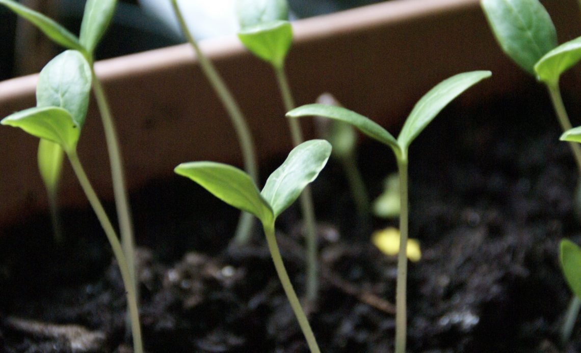 when-to-transplant-cucumber-seedlings