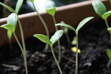 When To Transplant Cucumber Seedlings