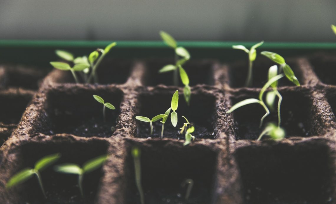 when-to-transplant-squash-seedlings