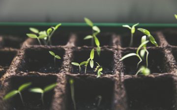 When To Transplant Squash Seedlings