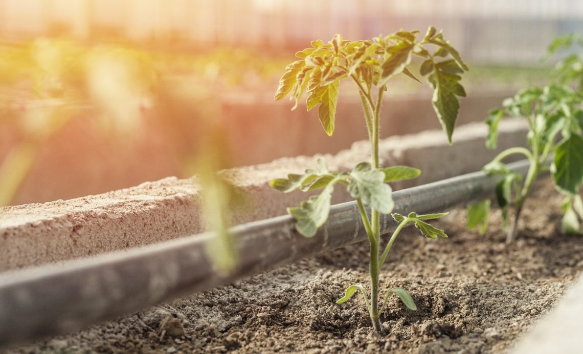 when-to-transplant-tomato-seedlings