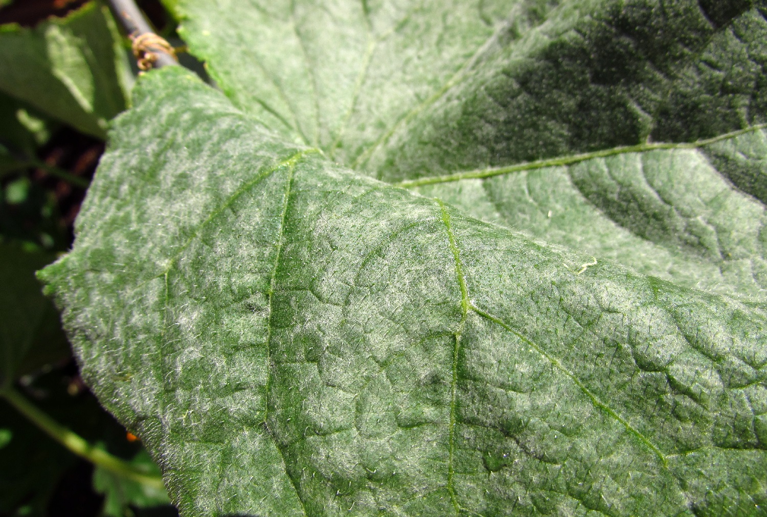 What Causes White Spots on Cucumber Leaves and How to Prevent It