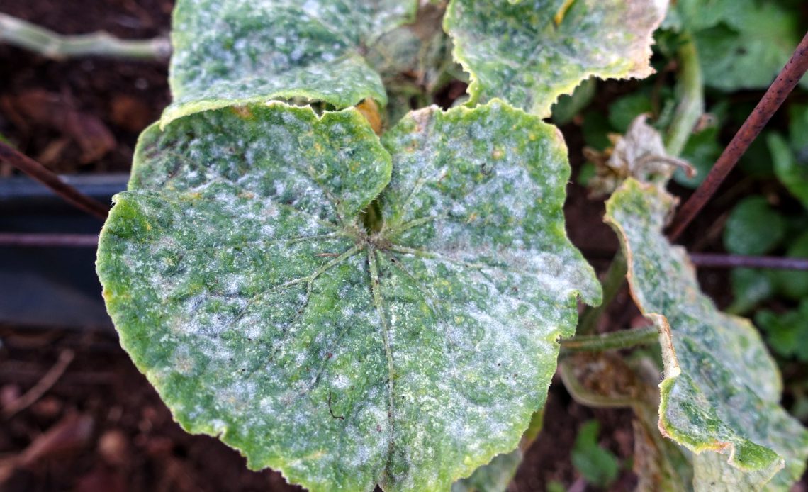 white-spots-on-cucumber-leaves