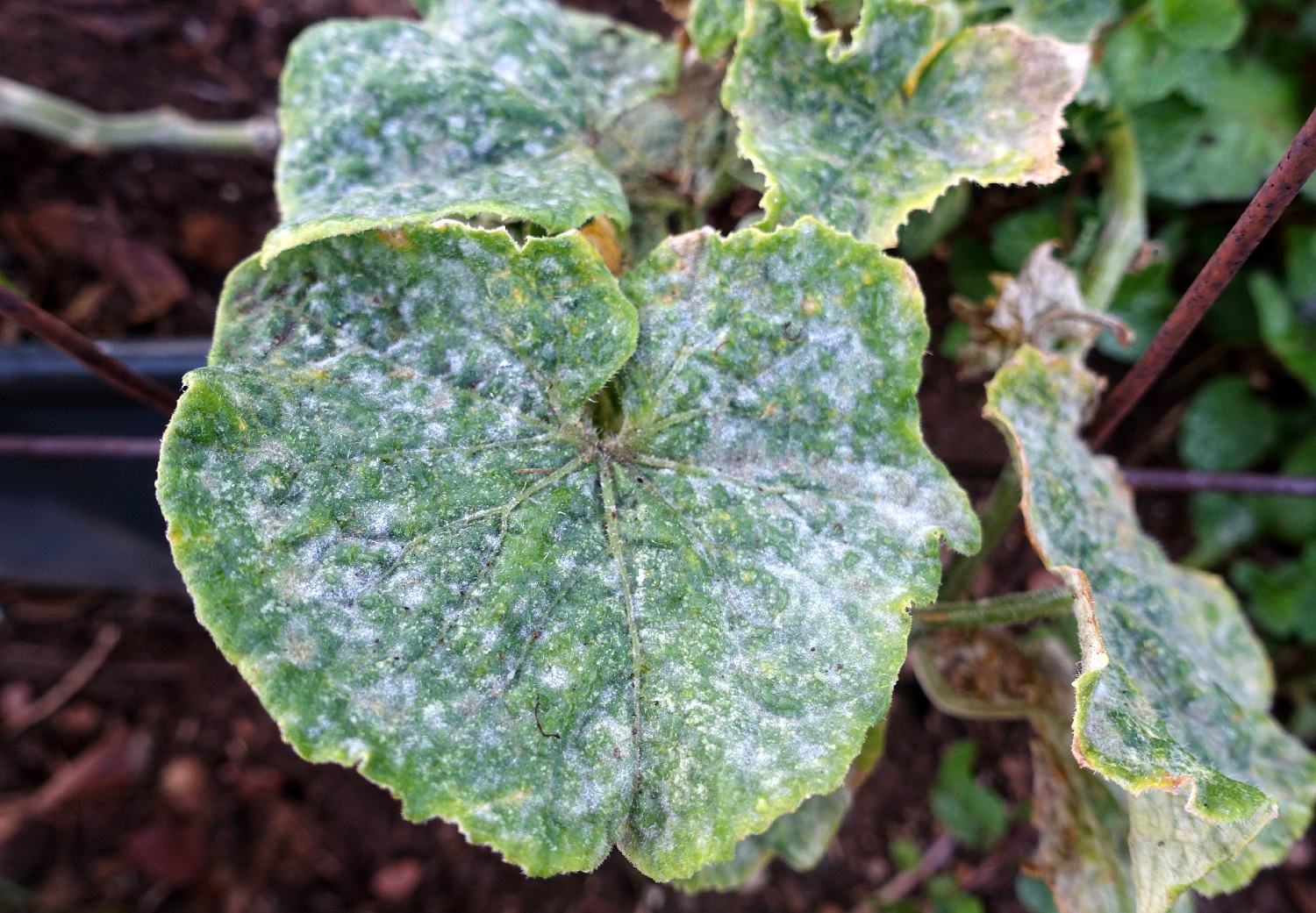 What Causes White Spots on Cucumber Leaves and How to Prevent It