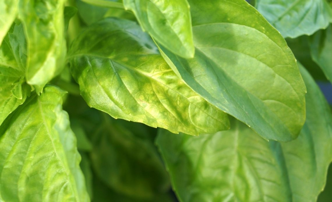 why-is-my-basil-wilting