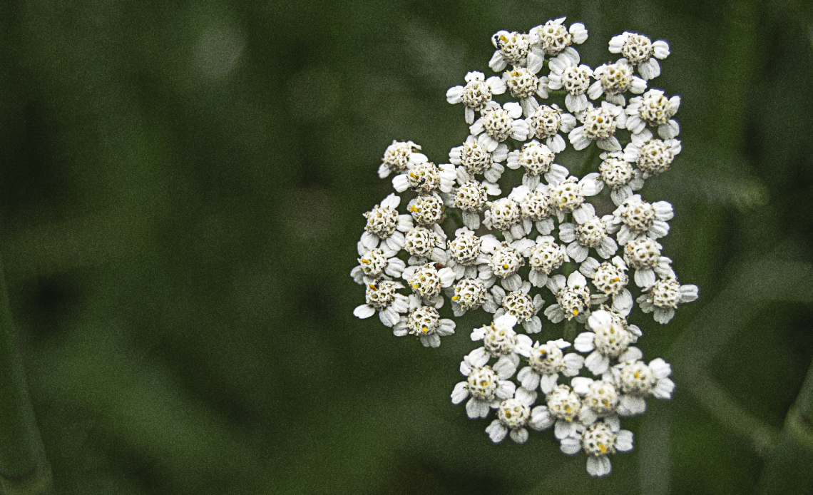 yarrow-companion-plants