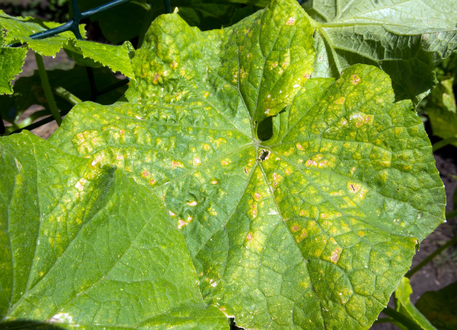 5 Reasons For Your Cucumber Leaves Turning Yellow And How To Fix It