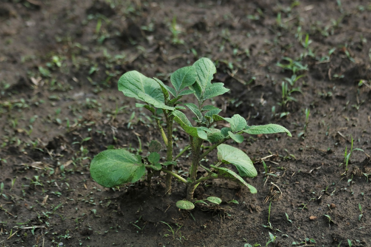 When Are Potatoes Ready To Harvest?