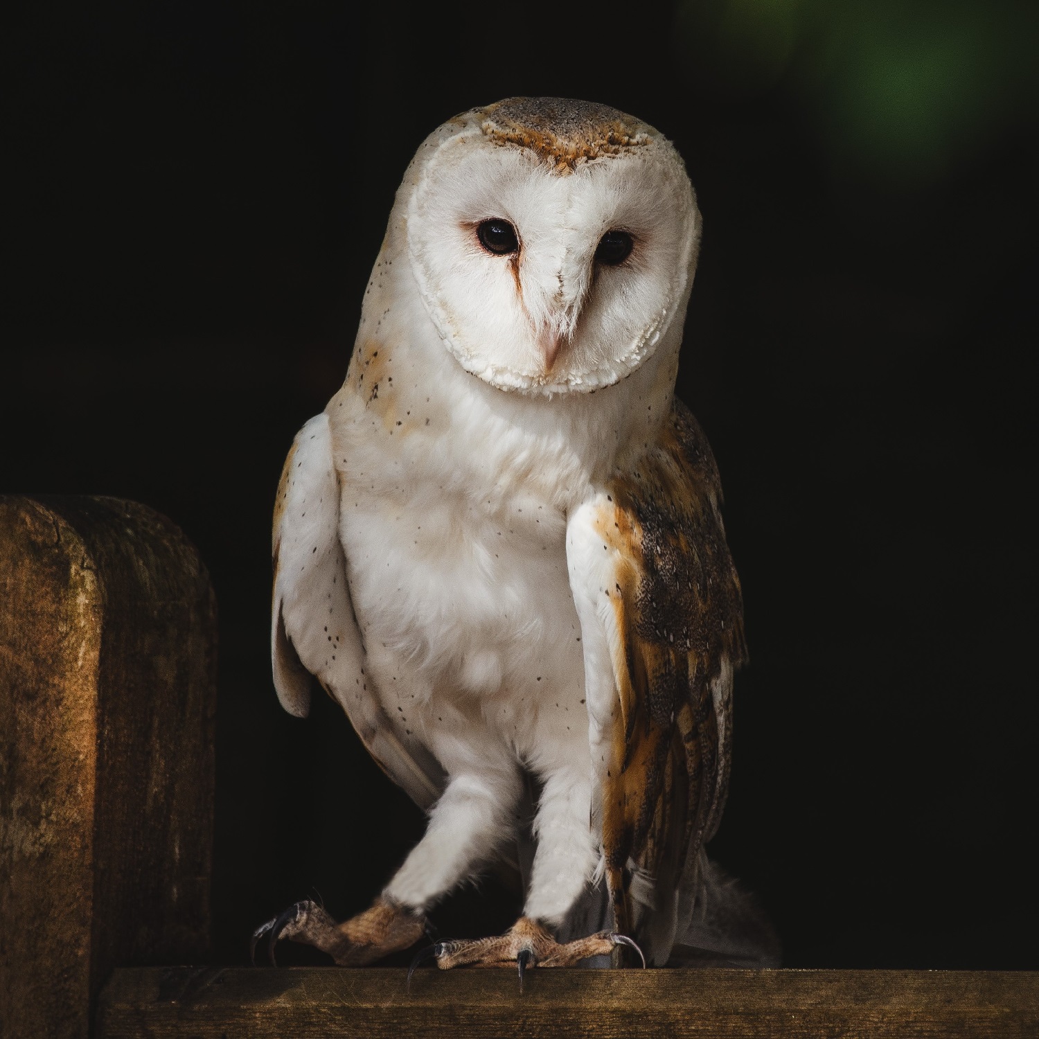 barn-owl