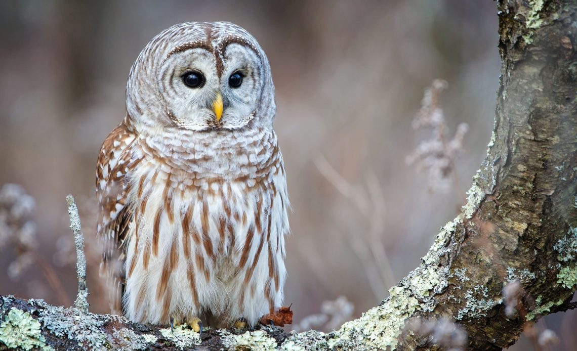 barred-owl-nesting-box