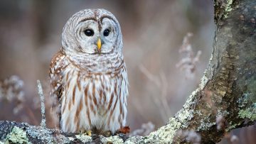 How To Build A Barred Owl Nesting Box For Your Backyard