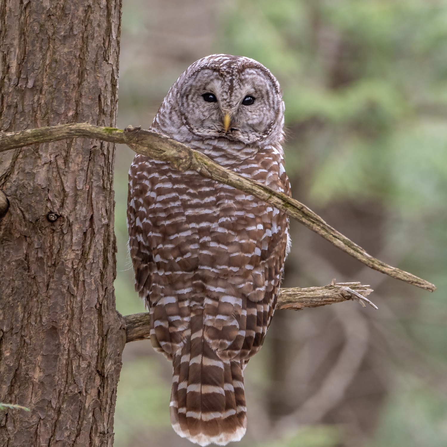 barred-owl