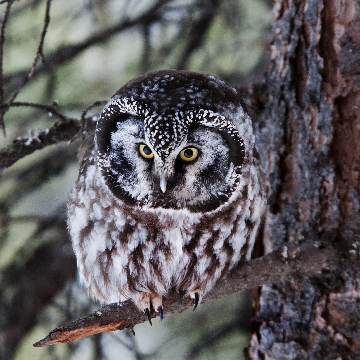 All 10 Owls in Alaska [With Sounds & Pictures]