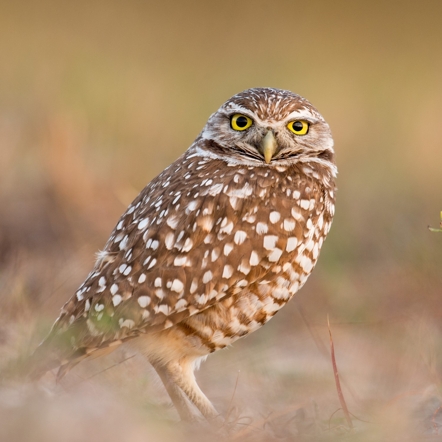 All 12 Owls in California [With Sounds & Pictures]