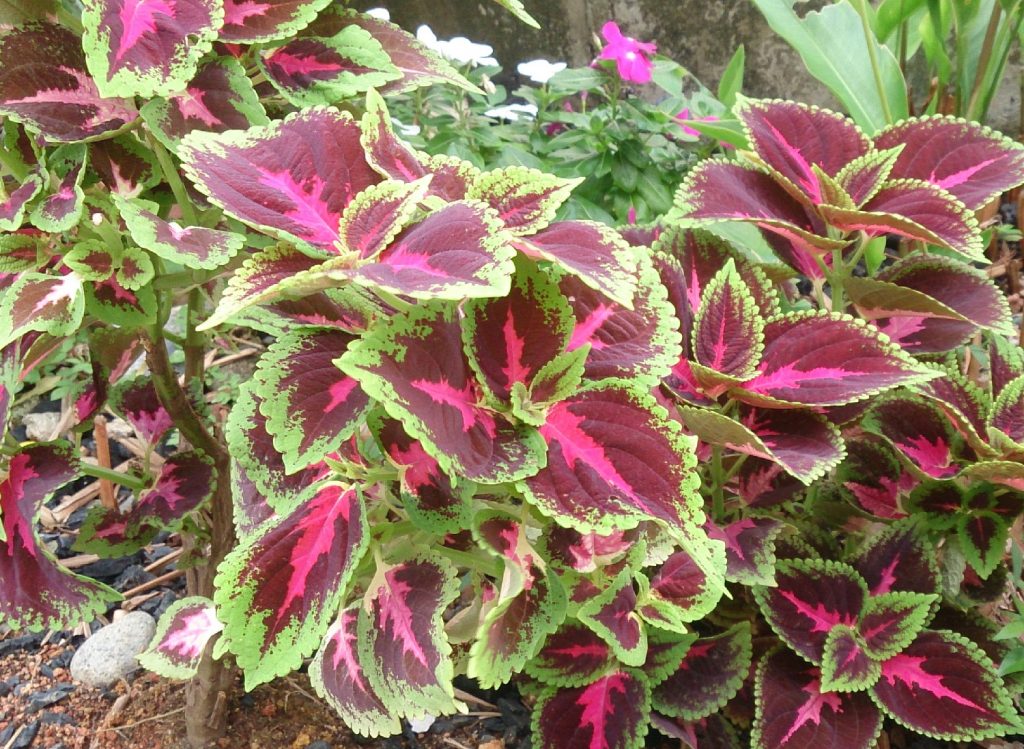 Image of Coleus companion plant for elephant ears