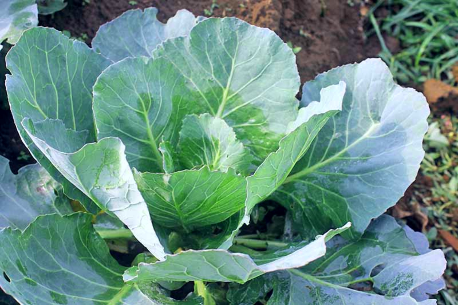 9 Best Winter Vegetables To Grow In Pots