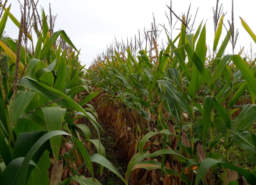 is-corn-man-made-corn-selective-breeding