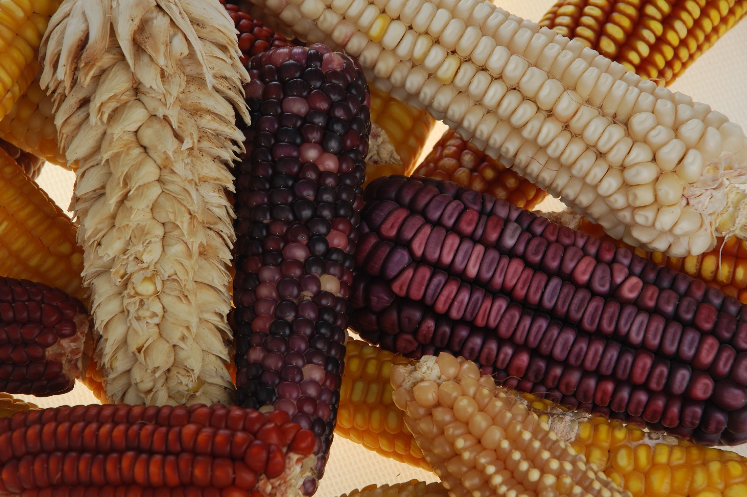 is-corn-man-made-corn-selective-breeding