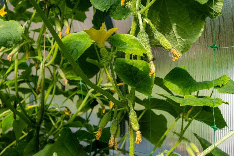 11 Kohlrabi Companion Plants (And 5 To Avoid!)