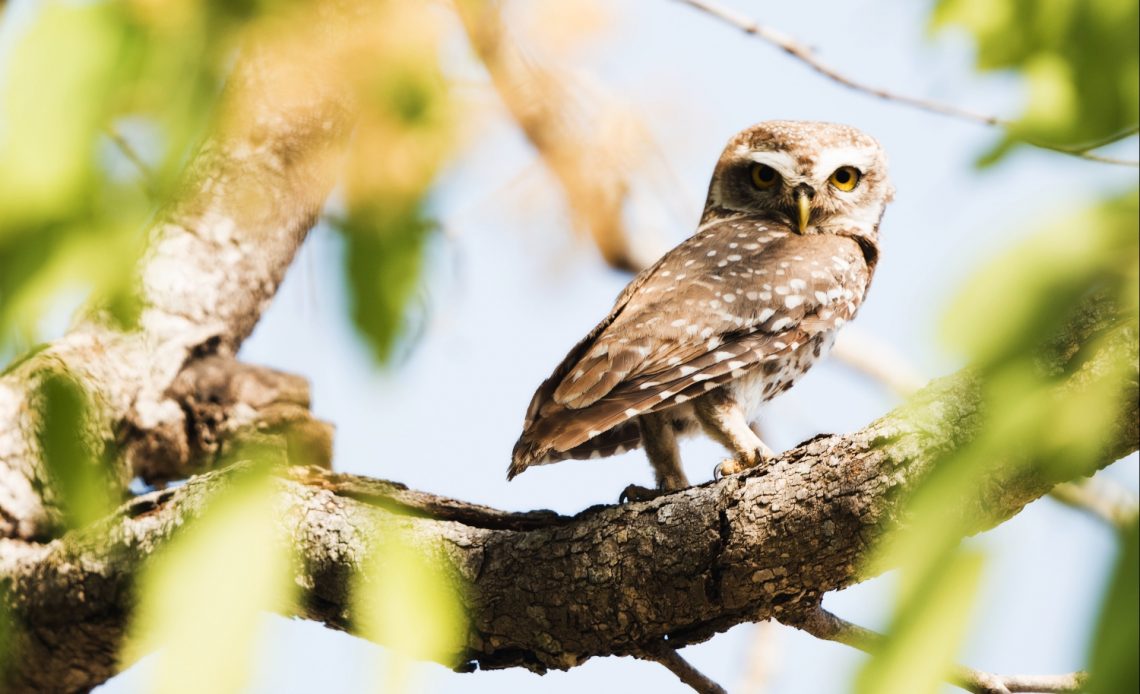 do-owls-have-long-legs