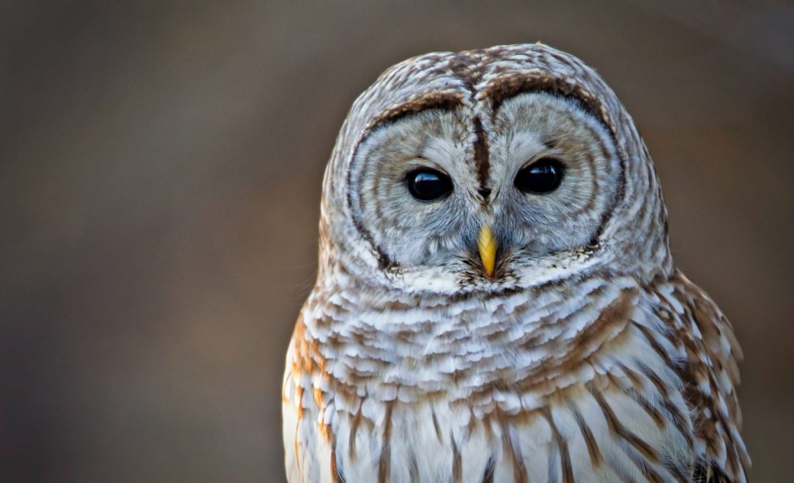 do-owls-have-teeth