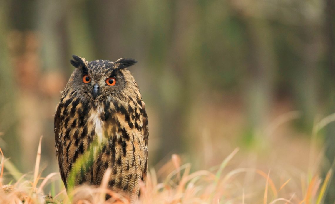 do-owls-hoot-during-the-day