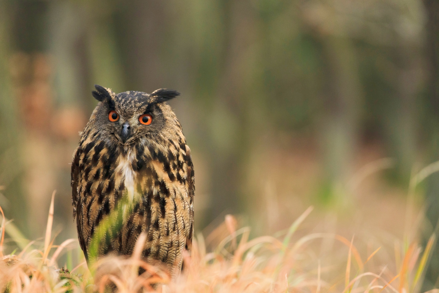 Do Owls Hoot During The Day?