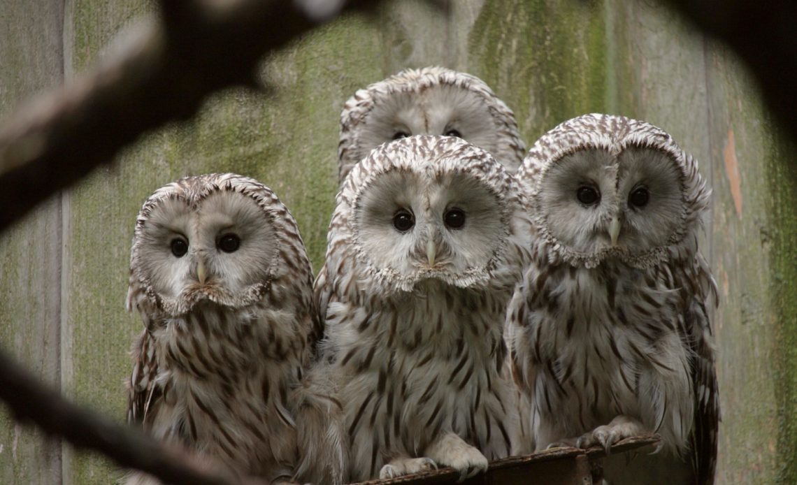 do-owls-lay-eggs