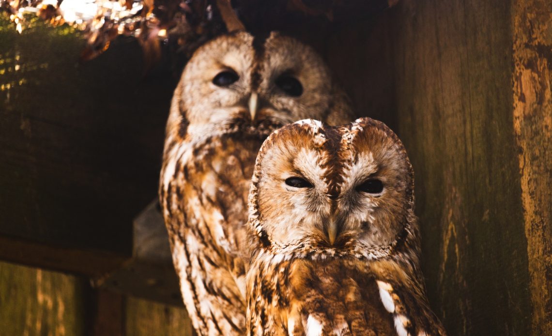 do-owls-mate-for-life