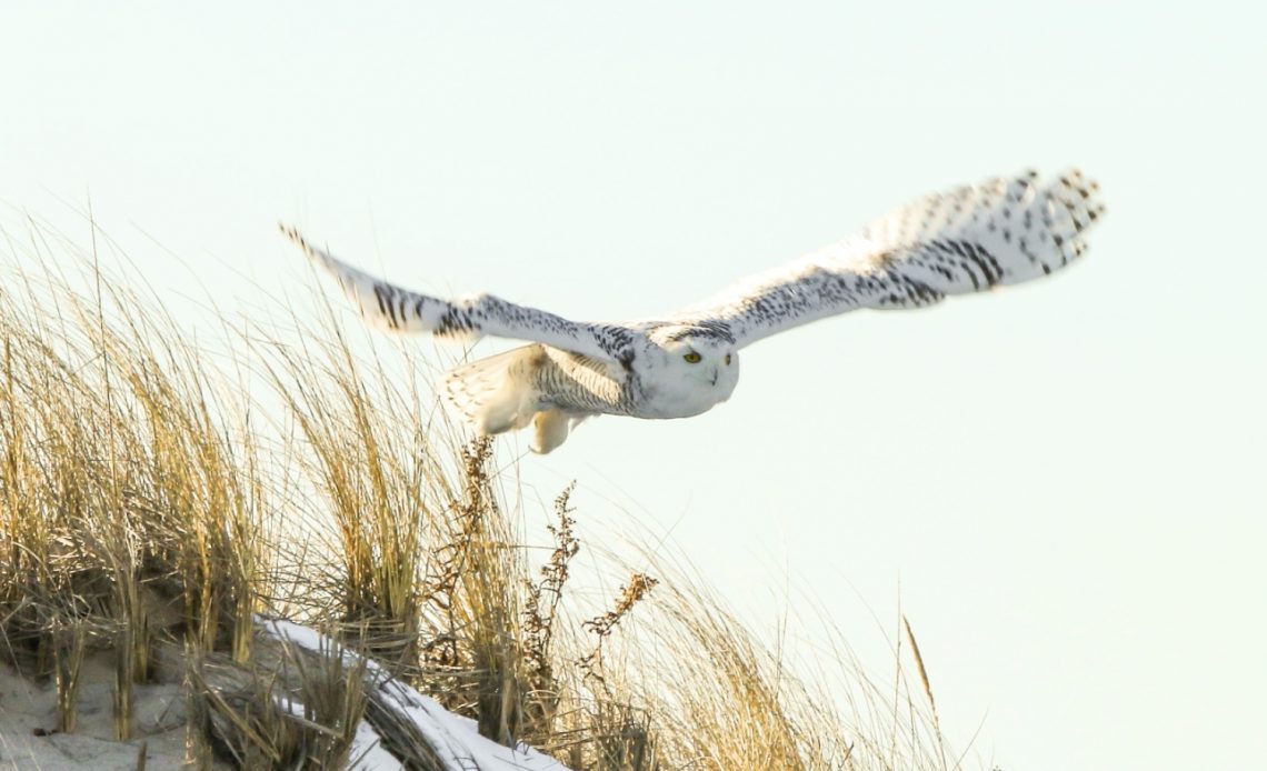 do-owls-migrate